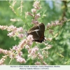 satyrium w-album khaldan female3